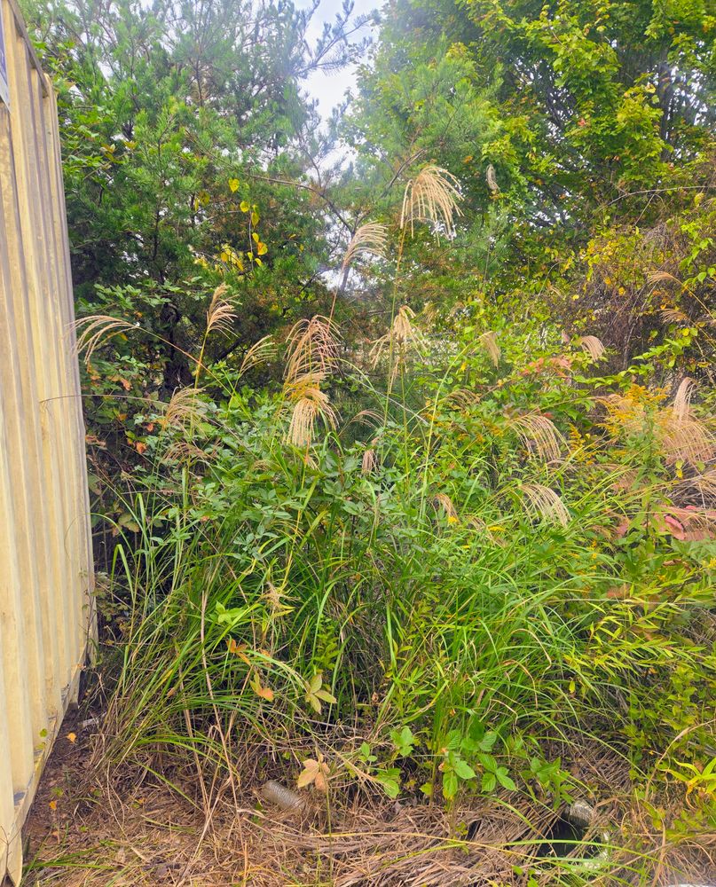 Clean ups and invasive plant management  for C4 TrueVision Renovations in Asheville, NC