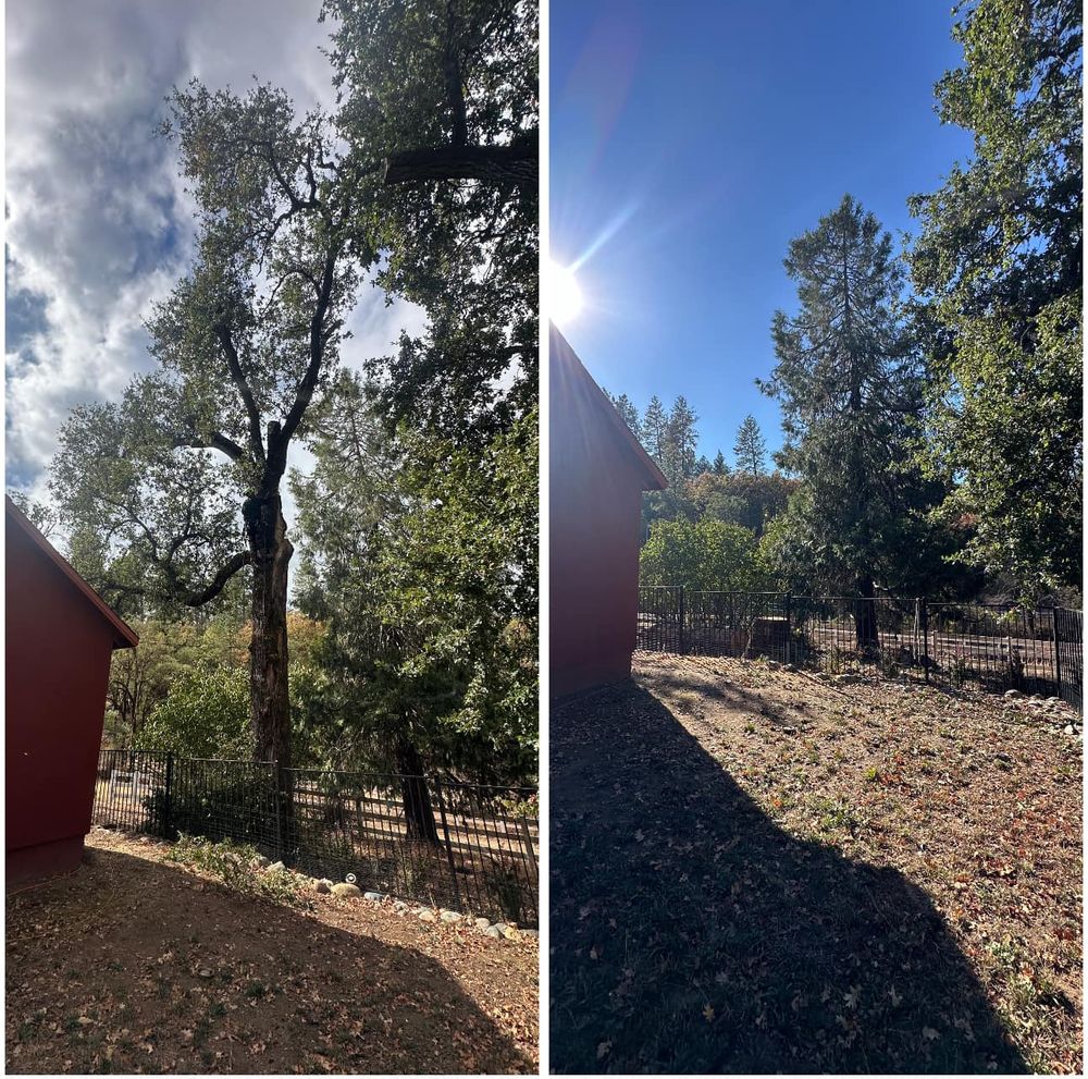 Tree Removal for Tyco Forest Management in Placerville, CA