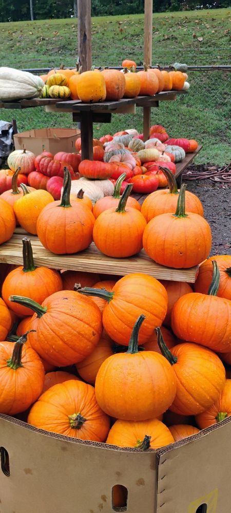All Photos for BAM Another Pinestraw Lot in Flowery Branch, GA