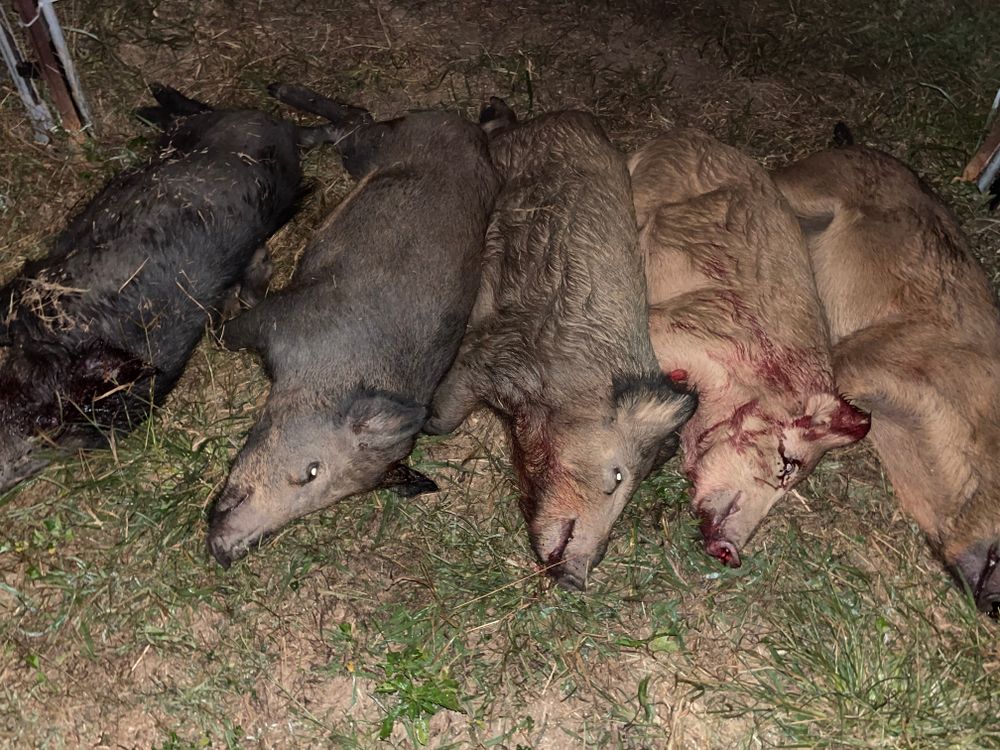 All Photos for Havoc Hog Control in Molino, FL