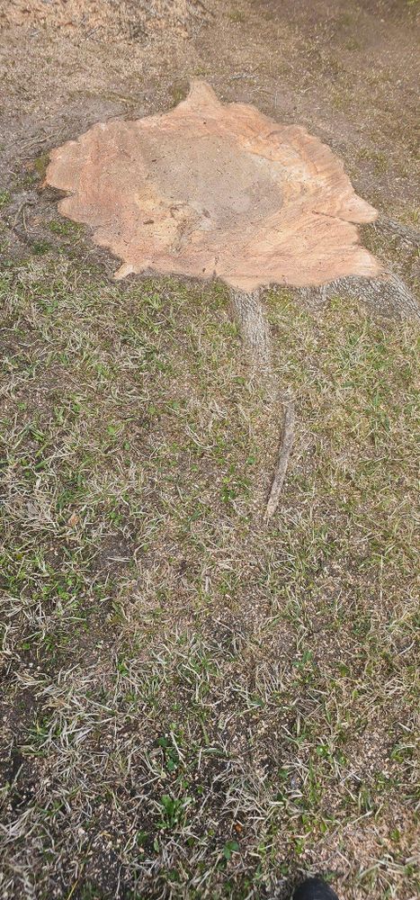 All Photos for Servin's Tree Care  in Houston, TX