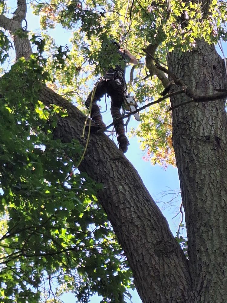 All Photos for Highborn Tree Service in Wheatfield, IN