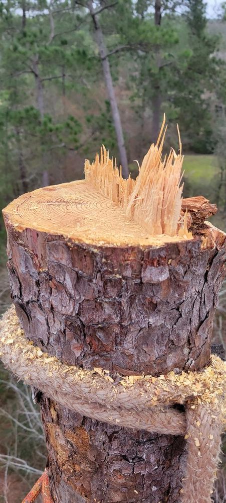 All Photos for Servin's Tree Care  in Houston, TX