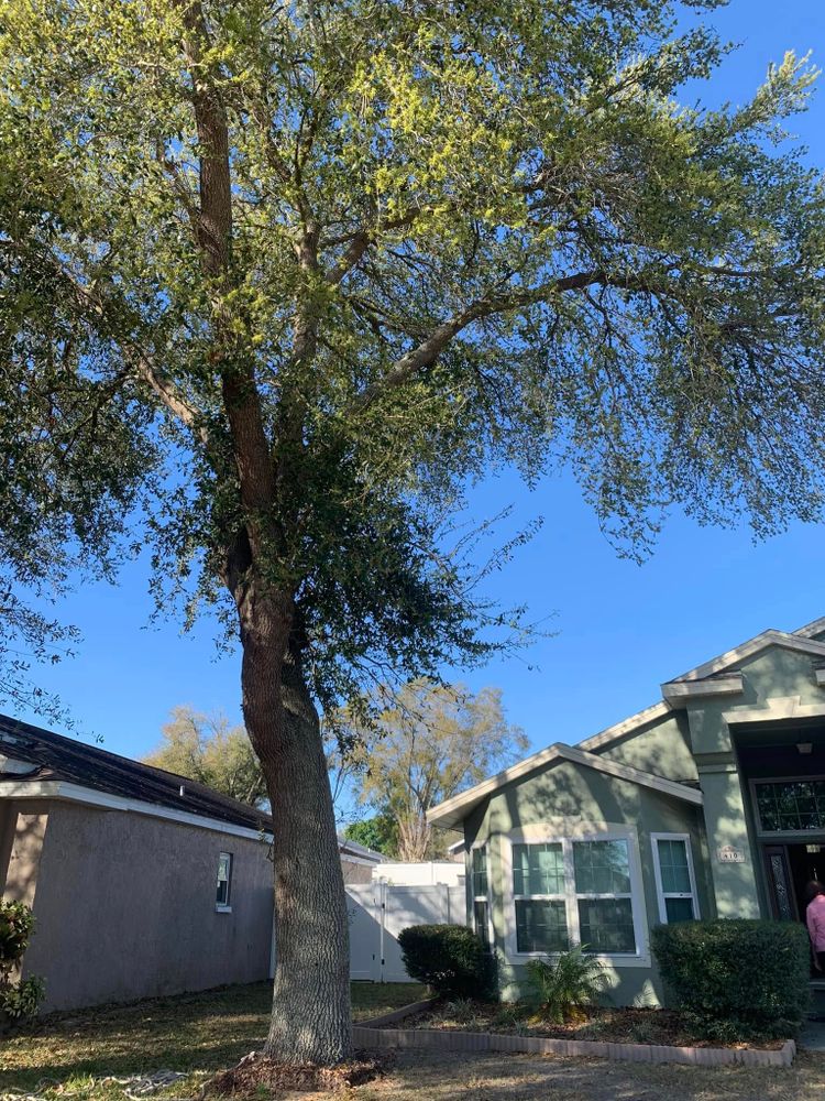 Tree Removal for Bills Tree Service in Valrico, FL