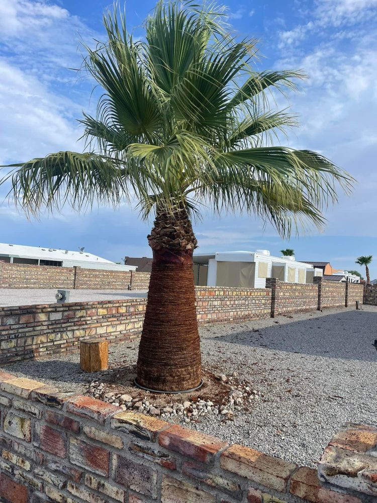 All Photos for Oliver L. Palm & Tree services in Yuma County, AZ