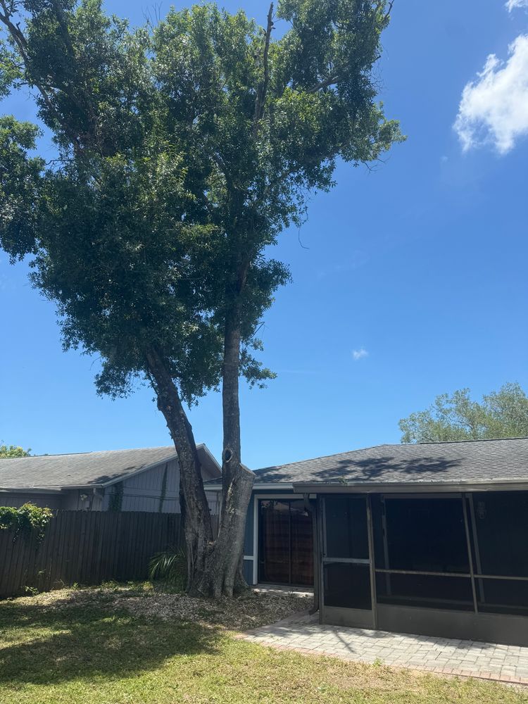 Tree Removal for Damian’s Tree Care in Sarasota, FL