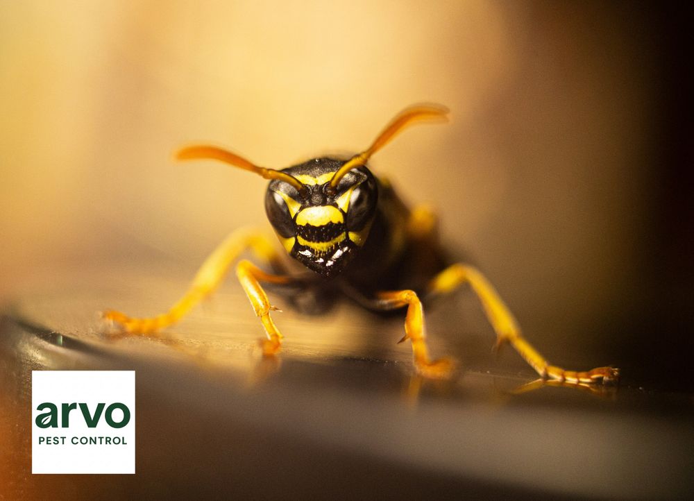 All Photos for Arvo Pest Control in Sandy, UT