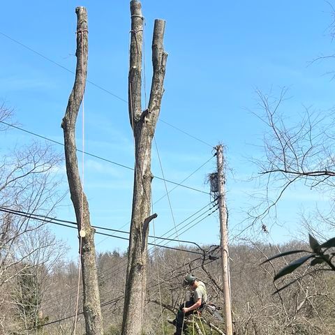 Shrub Trimming for JJ Tree Service in Gibsonia, PA