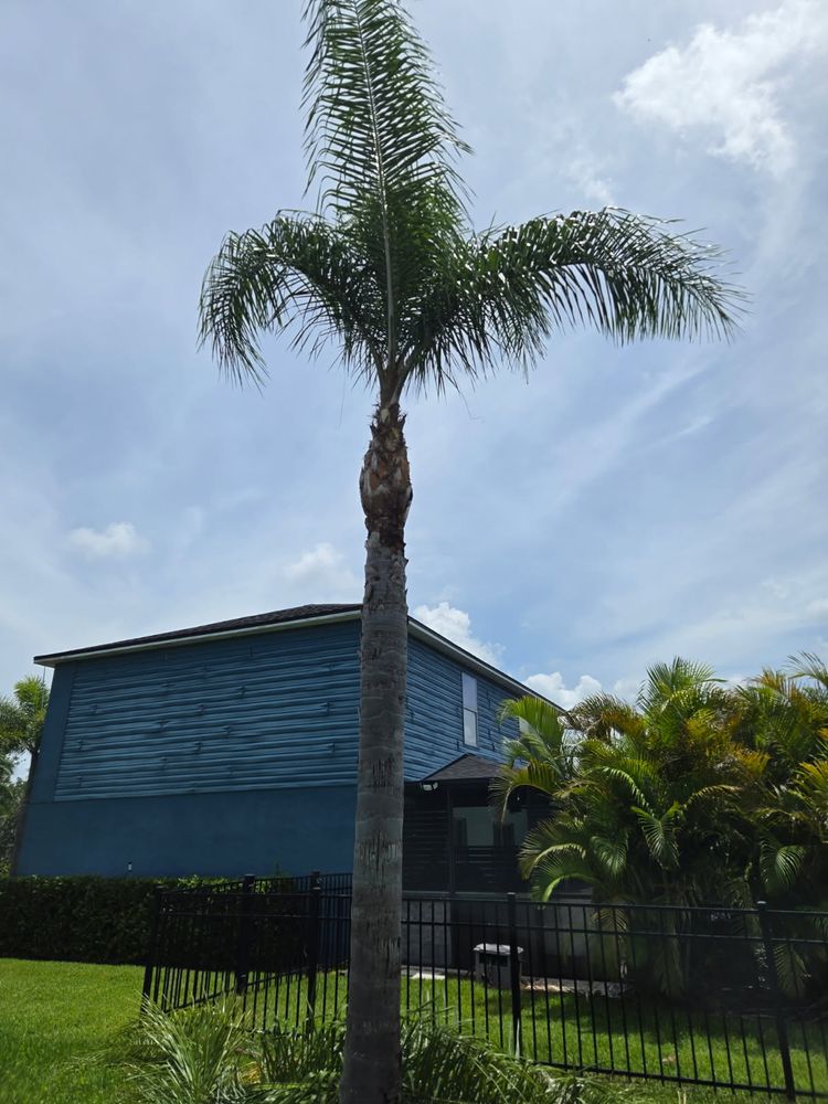 All Photos for TREE BOYS in Ruskin, FL