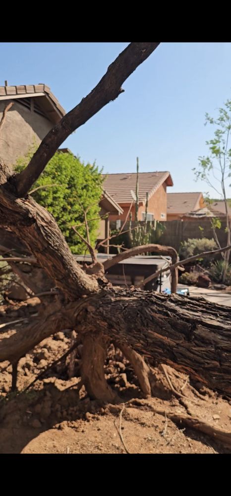 All Photos for T's Tree Service and Firewood in Apache Junction, AZ