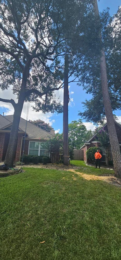 All Photos for Servin's Tree Care  in Houston, TX