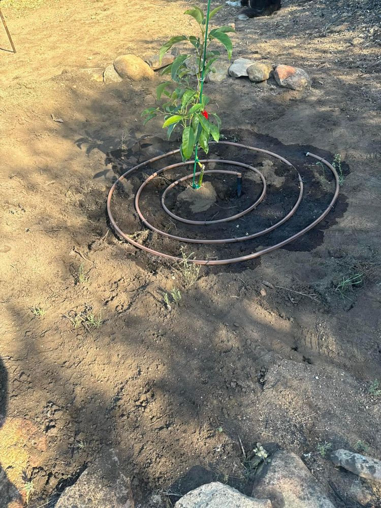 Property Clean Up for The Tree Fairy in Temecula, CA