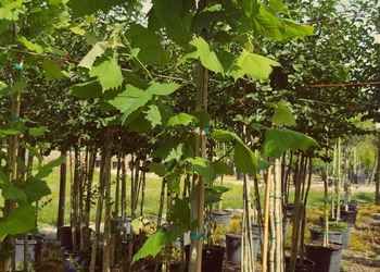 All Photos for Cunningham's Lawn & Landscaping LLC in Daytona Beach, Florida