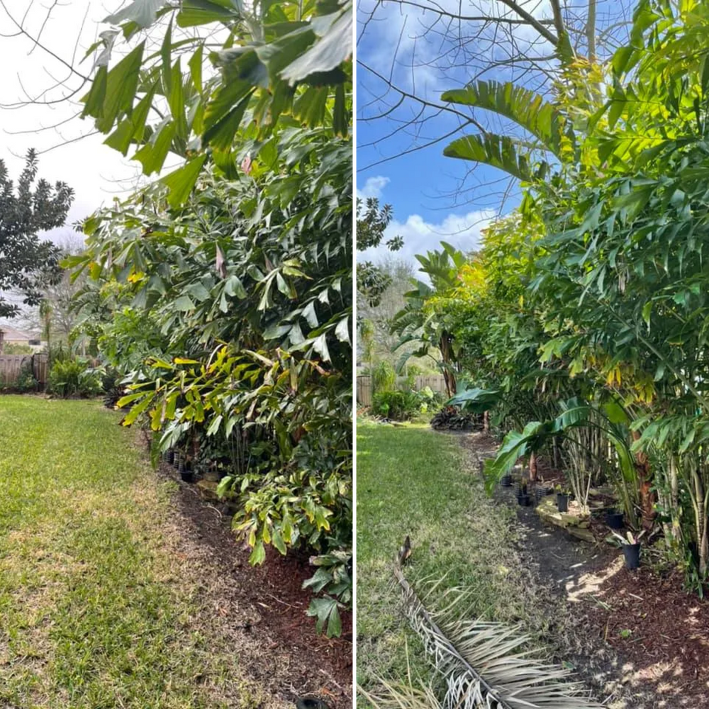 Trimming and pruning for Lawn Caring Guys in Cape Coral, FL