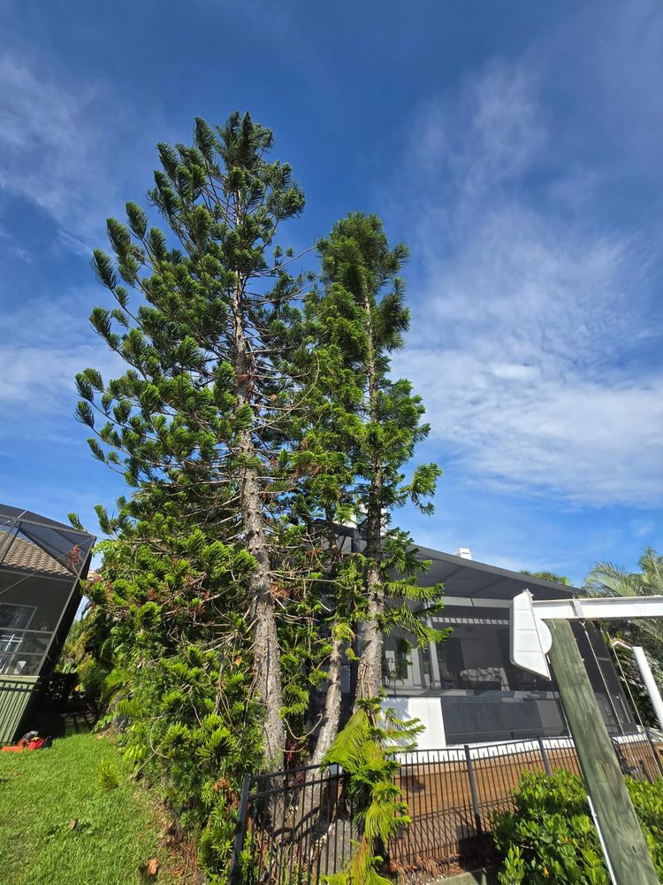 All Photos for TREE BOYS in Ruskin, FL