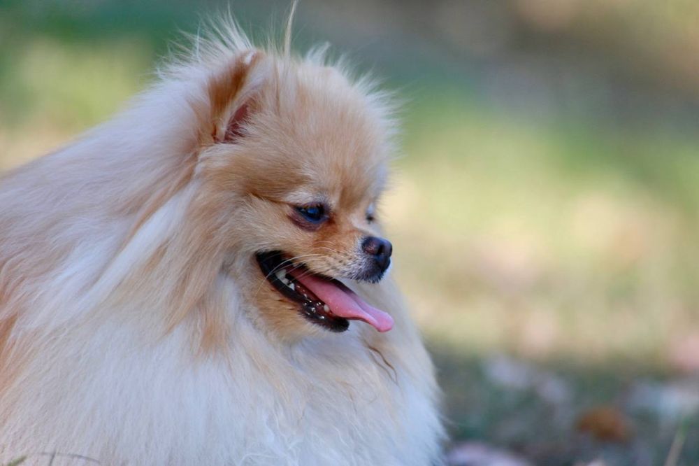 All Photos for Good Boys LLC in Irondequoit, NY