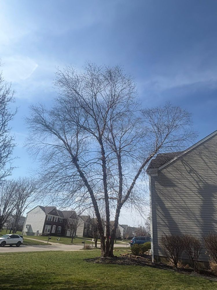 All Photos for Dig-It Tree Company in Mason, OH