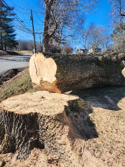 All Photos for Curtis Tree Service LLC in Hopkins County, KY