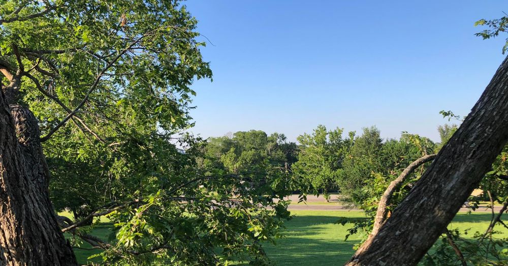 Our Chemical Maintenance service ensures your privacy trees remain healthy and vibrant by providing tailored treatments that protect against pests, diseases, and nutrient deficiencies, enhancing their growth and longevity. for Arbor Max Solutions in Gun Barrel City, TX