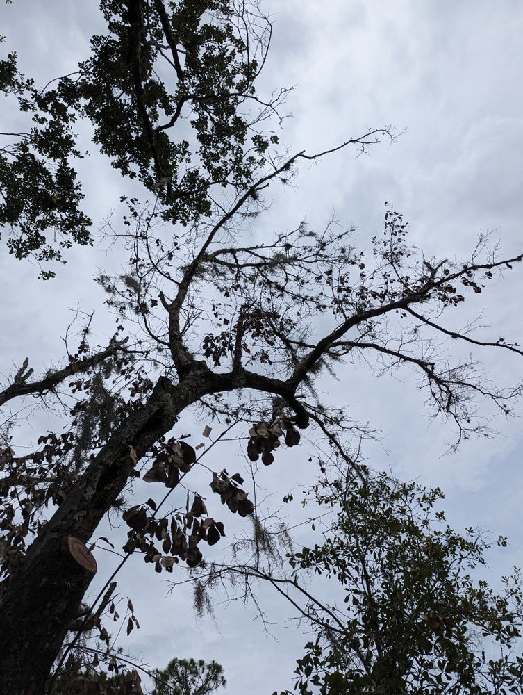 All Photos for Regal Tree Service and Stump Grinding in Wauchula, FL