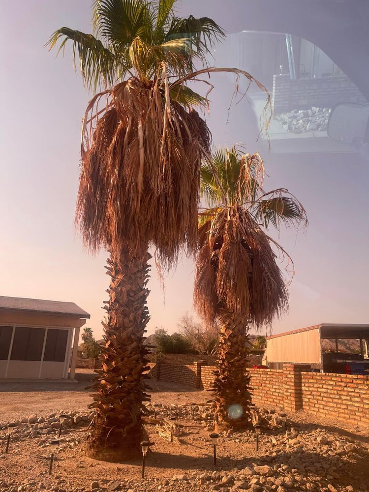 All Photos for Oliver L. Palm & Tree services in Yuma County, AZ