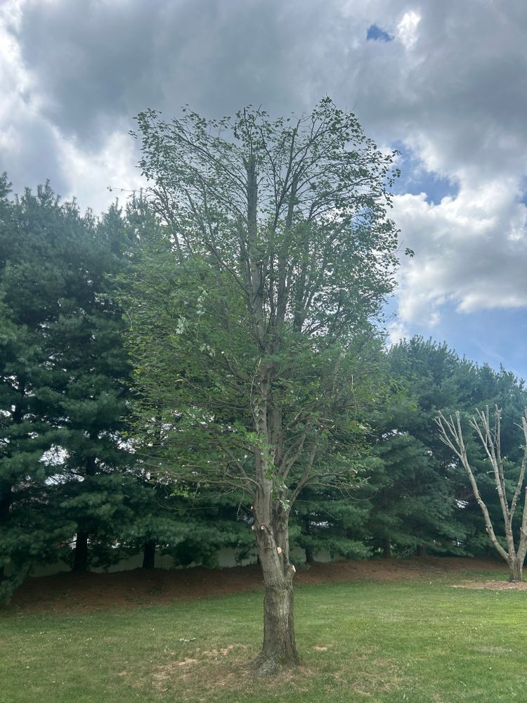 All Photos for Optimum Tree Service And Landscaping in Bowling Green, KY