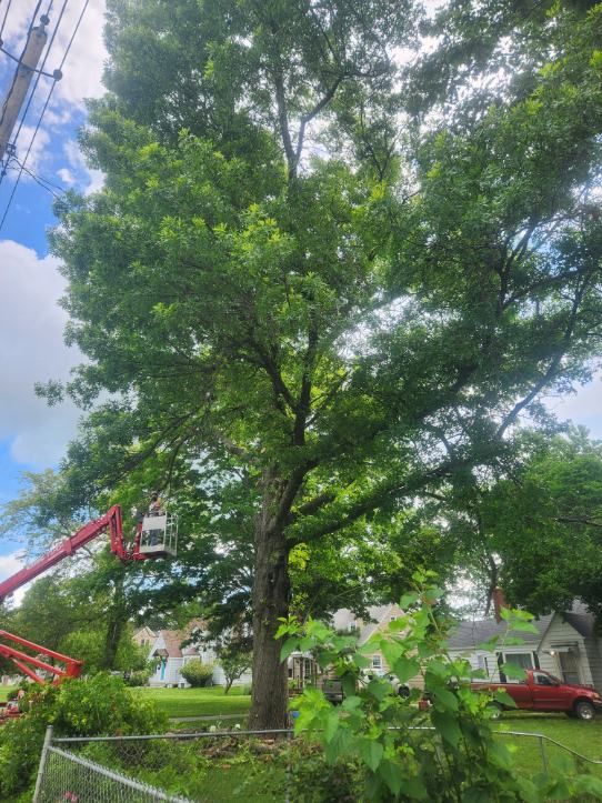 All Photos for Lawn Ranger Yard And Tree Service LLC in Ottumwa, IA