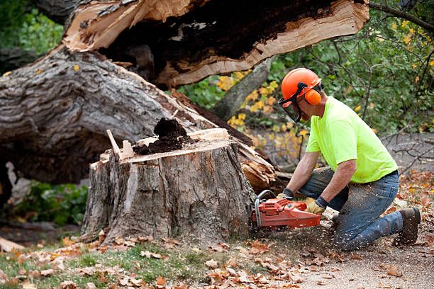 Our Tree Services offer expert tree care, including trimming, removal, and stump grinding, ensuring your property remains beautiful and safe while promoting healthy growth with minimal disruption to your surroundings. for Bay Area Bobcat in Riverview, FL