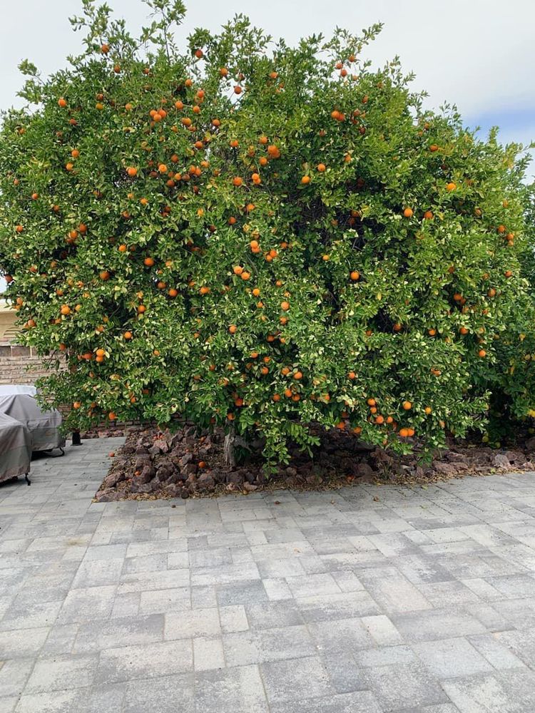 All Photos for Oliver L. Palm & Tree services in Yuma County, AZ