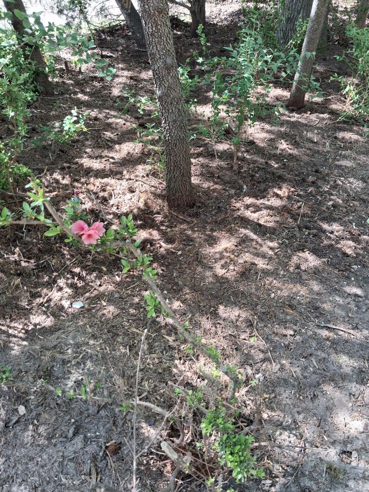 Tree Removal for Noel Velazquez Landscaping  in Williamsburg, VA