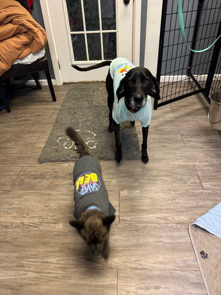 All Photos for Curbside Clips Mobile Grooming in Roachdale, Indiana