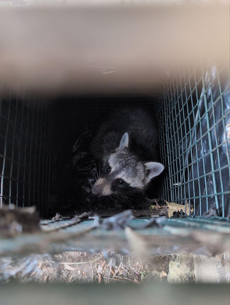 All Photos for Topper's Wildlife Removal in Garland, TX