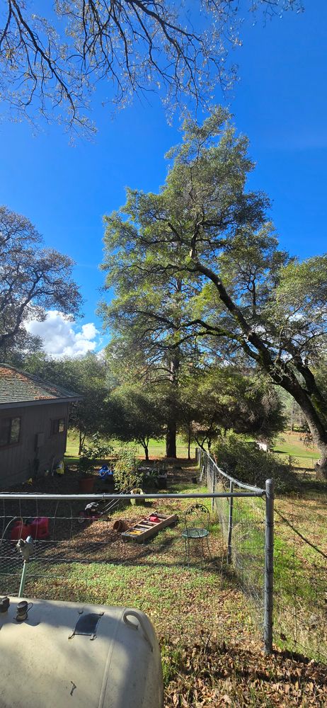 All Photos for George Staddan's Professional Tree Care in Placerville, CA