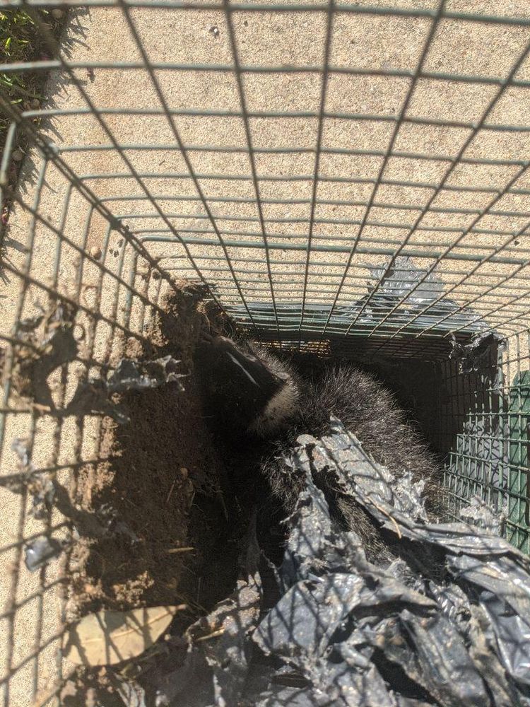 Skunk's for Topper's Wildlife Removal in Garland, TX