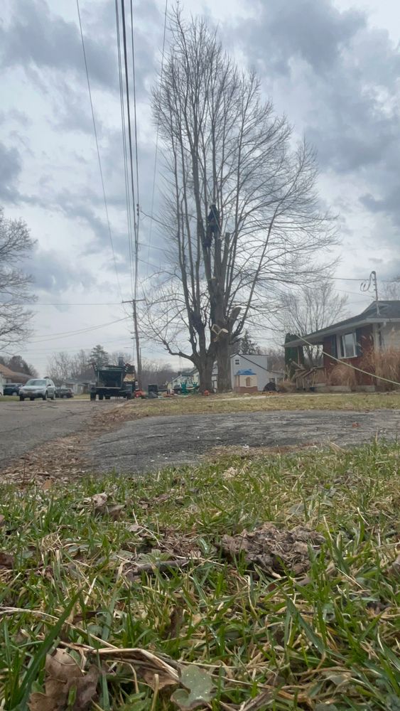 All Photos for Licensed to Cut Tree Service in Athens, PA