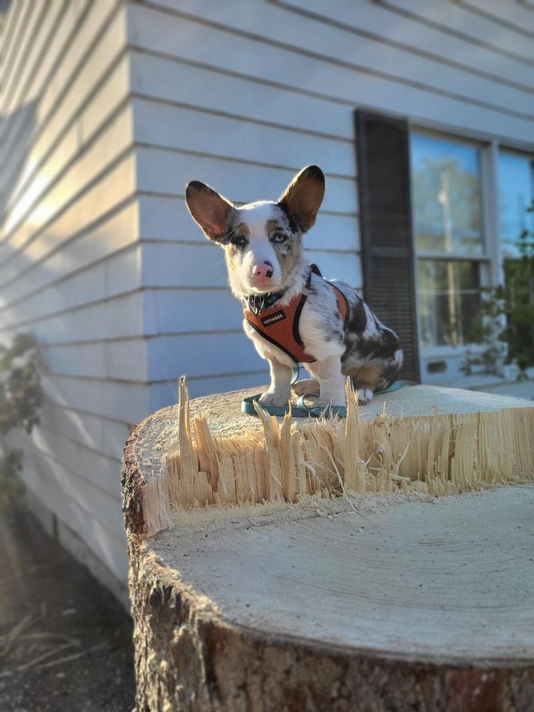 Jenkins Landscaping & Property Management LLC team in Clinton, OH - people or person