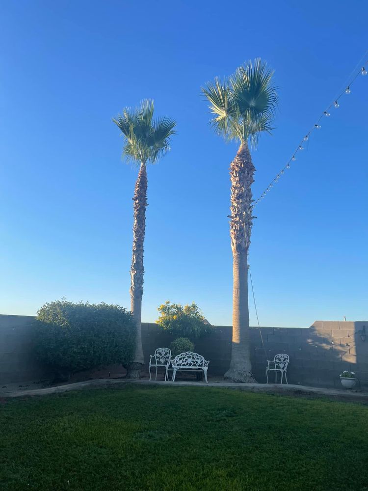 All Photos for Oliver L. Palm & Tree services in Yuma County, AZ