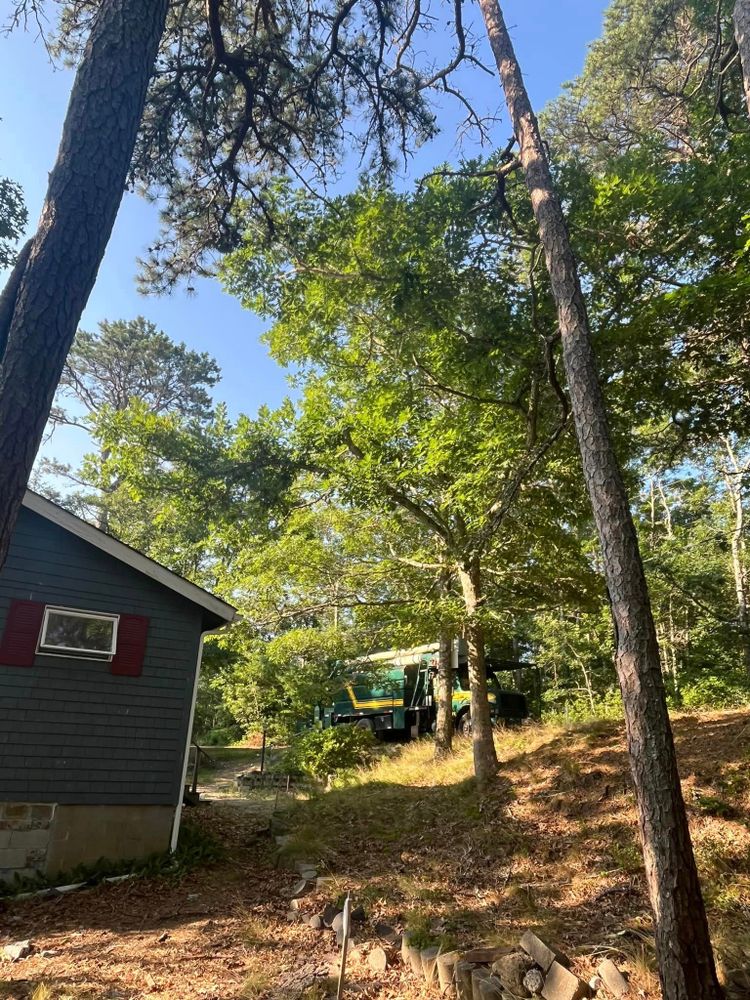 All Photos for Native Roots Tree Service in Falmouth, MA