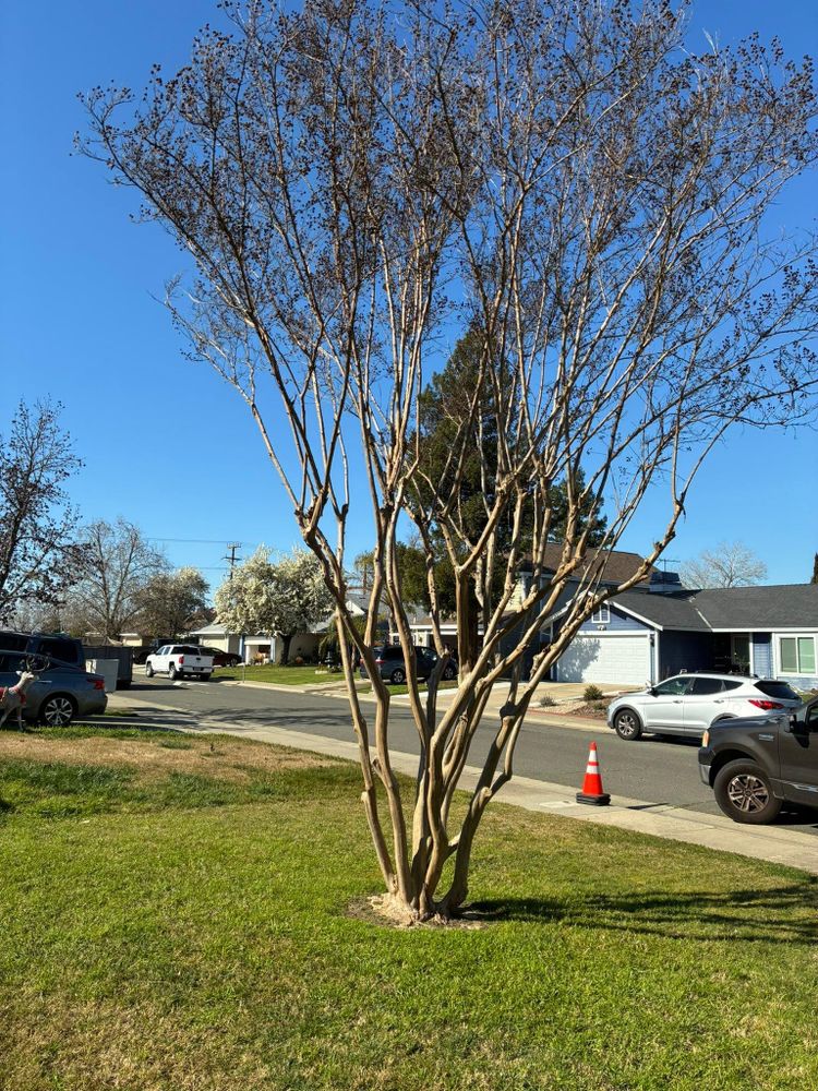 All Photos for Sammy's Tree Services in Sacramento, CA