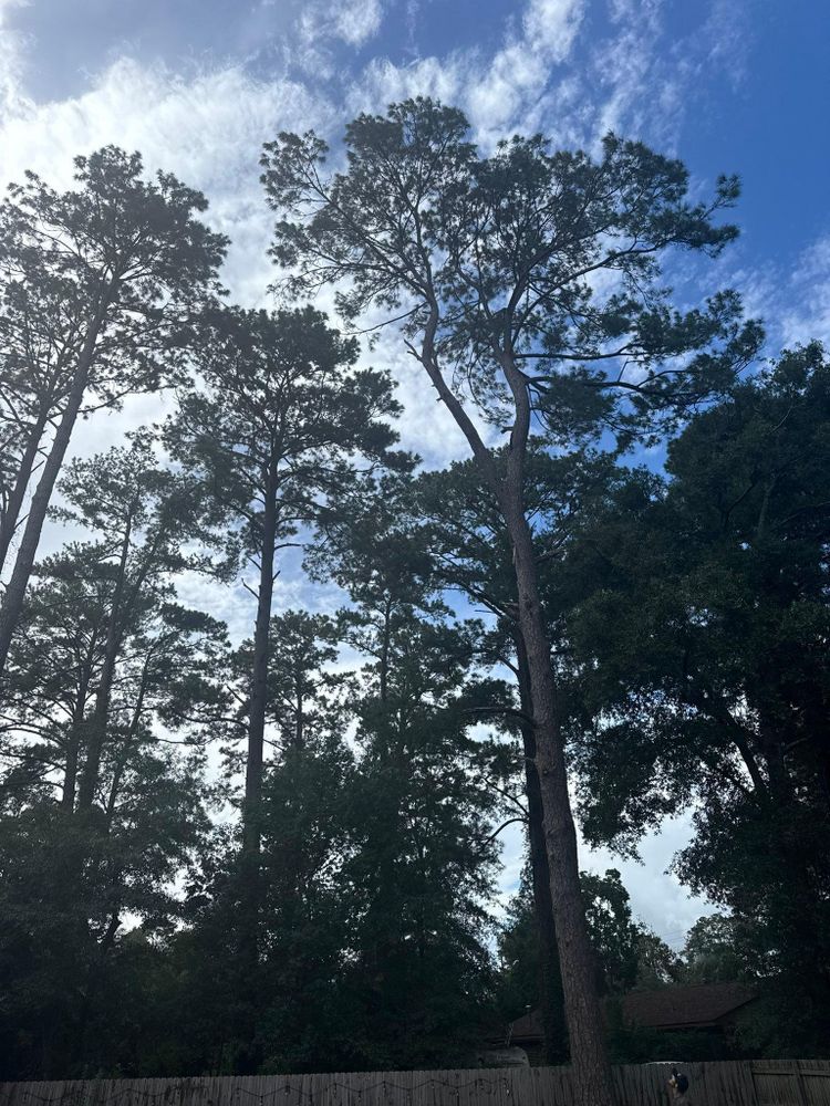All Photos for Hawkins Tree Service & Land Management in Richmond Hill, GA