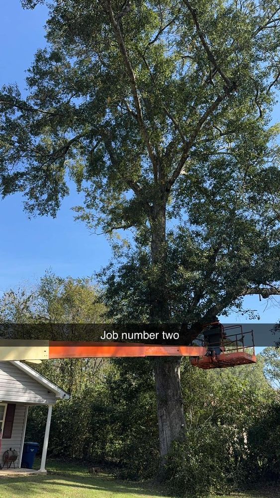 All Photos for Morace Tree Service in Natchez,,  MS