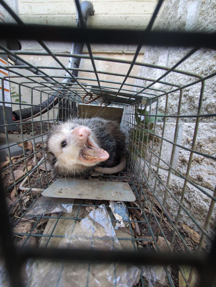 All Photos for Topper's Wildlife Removal in Garland, TX