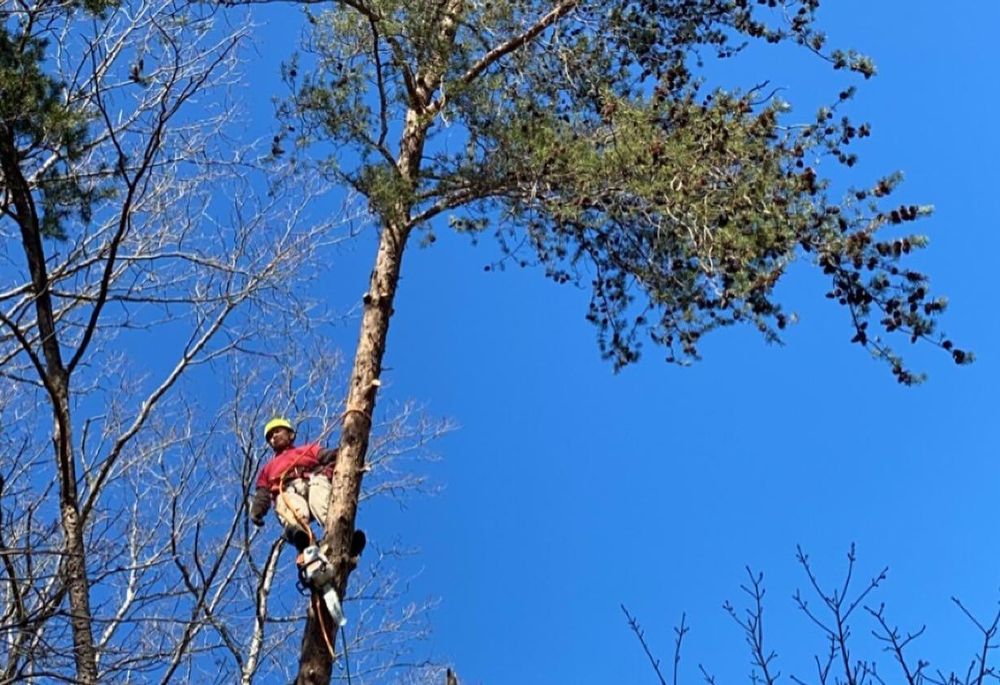 instagram for Branch Out Tree Care LLC in Fredericksburg, VA