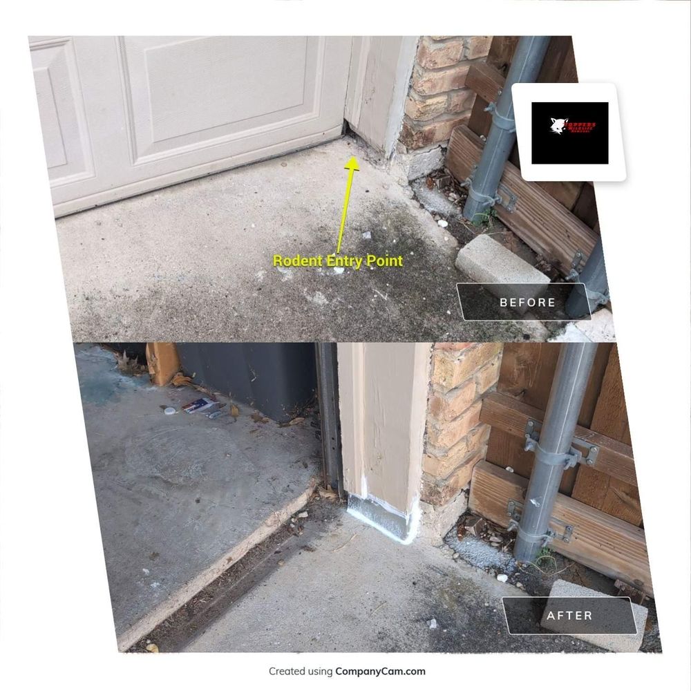 All Photos for Topper's Wildlife Removal in Garland, TX