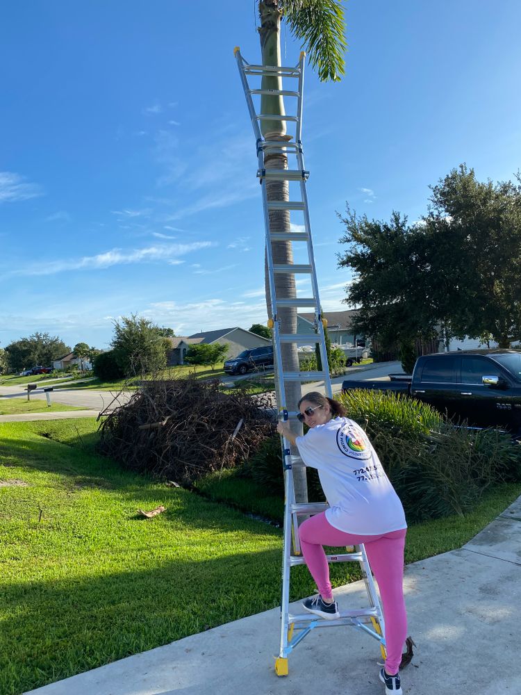 tree work for Cintim Worldly Creations in Jupiter, FL