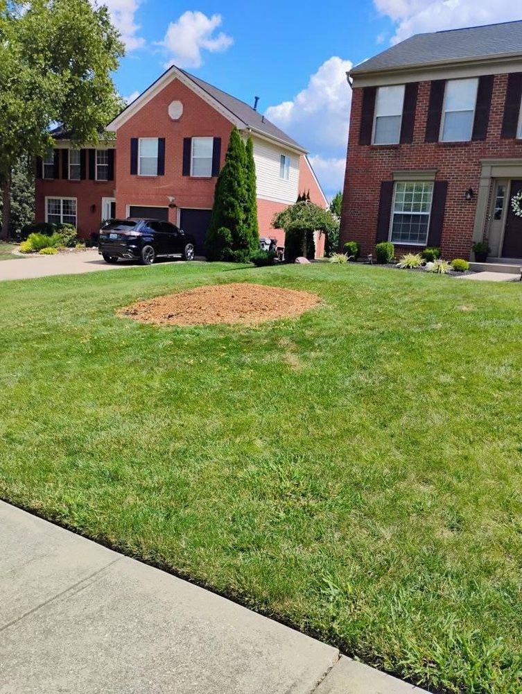 All Photos for Kingdom Tree Trimming and Removal LLC in Covington, KY