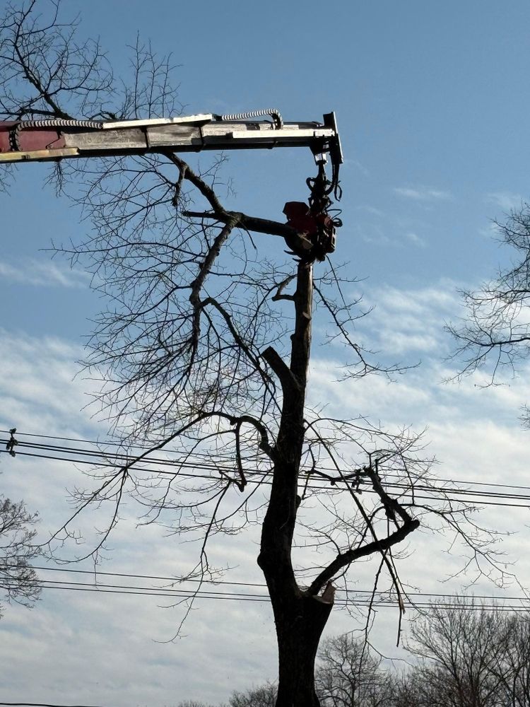 All Photos for Dwights Tree Service in Middleborough, MA