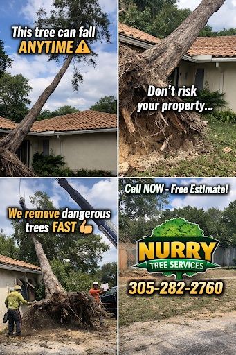All Photos for Nurry Tree Services in Miami, FL