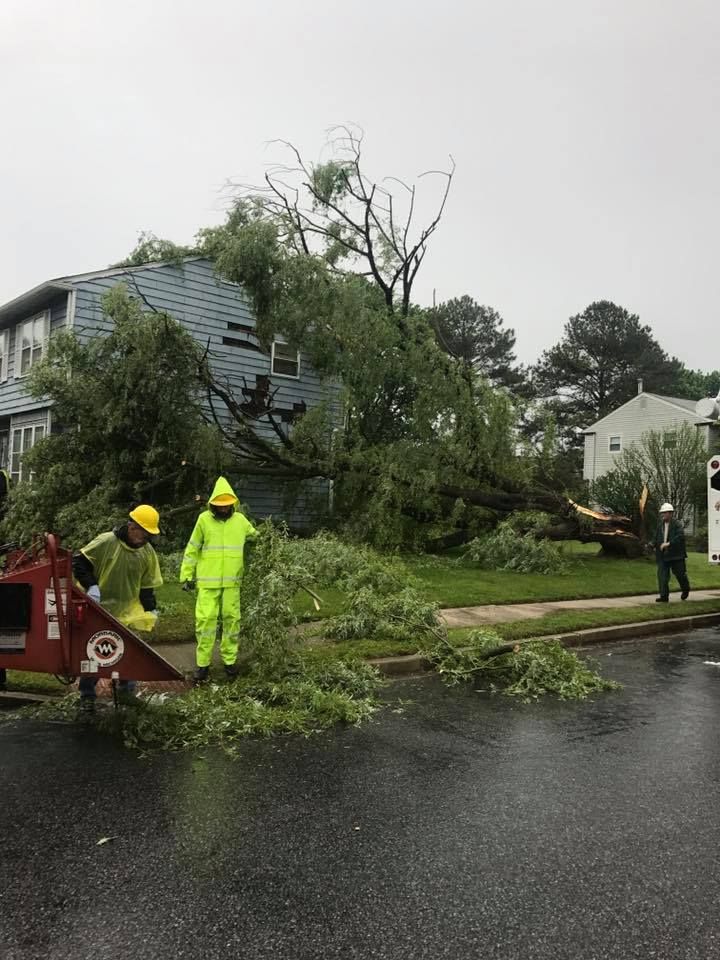 All Photos for Loockerman's Tree and Stump Removal in Dover, DE