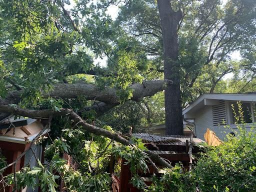 All Photos for TLC Professional Tree Service in Bedford, TX